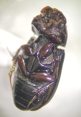 Aphodiinae