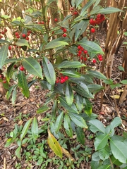 Ardisia crenata