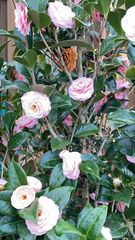 Camellia japonica