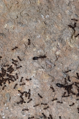Monomorium subopacum