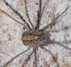 Cosmobunus granarius