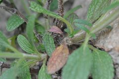 Muschampia lavatherae