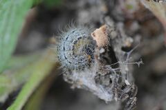 Muschampia lavatherae
