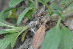 Muschampia lavatherae
