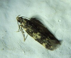 Oegoconia deauratella