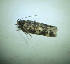 Oegoconia deauratella