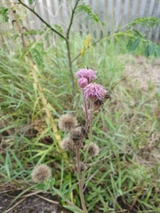 Campuloclinium macrocephalum