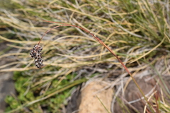 Luzula spicata