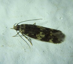 Oegoconia deauratella