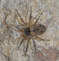 Oecobius maculatus