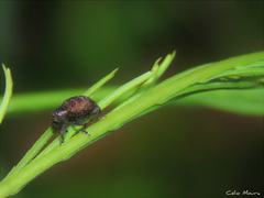 Chalcodermus