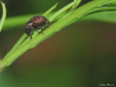 Chalcodermus