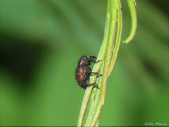 Chalcodermus