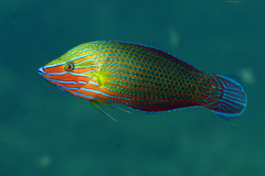 Halichoeres richmondi