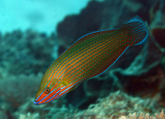 Halichoeres richmondi