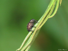 Chalcodermus
