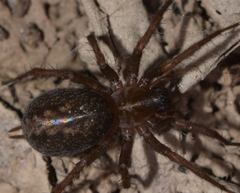 Lycosoides coarctata