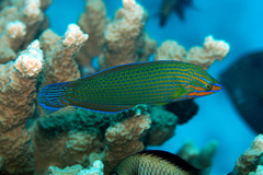 Halichoeres richmondi