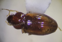 Elaphropus