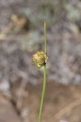 Carex andina