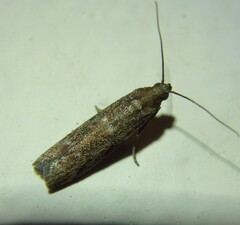 Cadra