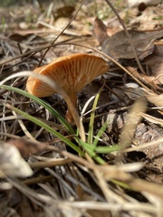 Marasmius vagus