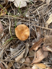 Marasmius vagus