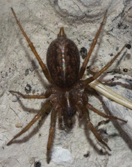 Lycosoides coarctata