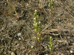 Symphyotrichum ciliatum