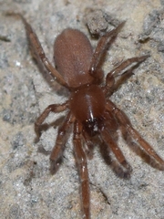 Haplodrassus