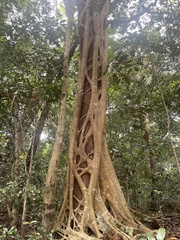Ficus watkinsiana
