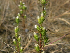 Symphyotrichum ciliatum