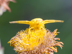 Misumena vatia