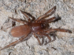 Haplodrassus