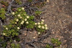 Baccharis magellanica