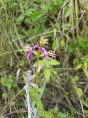 Chaetogastra gracilis