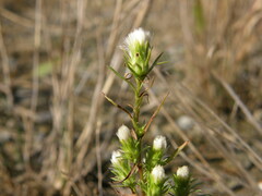 Symphyotrichum ciliatum