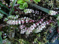 Illecebrum verticillatum