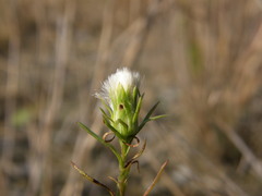 Symphyotrichum ciliatum