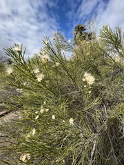 Baccharis sarothroides