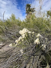 Baccharis sarothroides