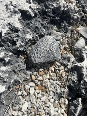 Montastraea cavernosa