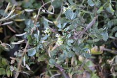 Nasturtium officinale
