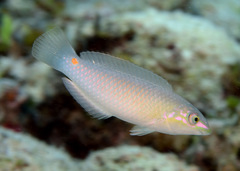 Three-Spot Wrasse photo 3