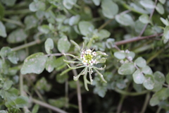 Nasturtium officinale