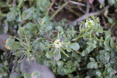 Nasturtium officinale