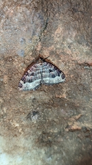 Triphosa dubitata