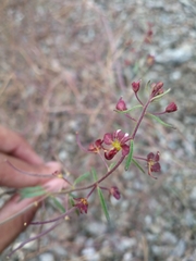 Cleome violacea