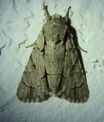 Acronicta psi