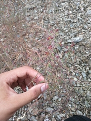 Cleome violacea